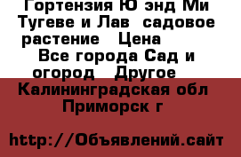 Гортензия Ю энд Ми Тугеве и Лав, садовое растение › Цена ­ 550 - Все города Сад и огород » Другое   . Калининградская обл.,Приморск г.